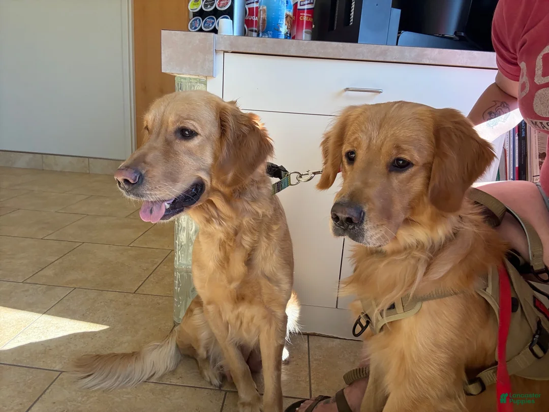Golden Retriever dogs for sale: Green - Ad 3