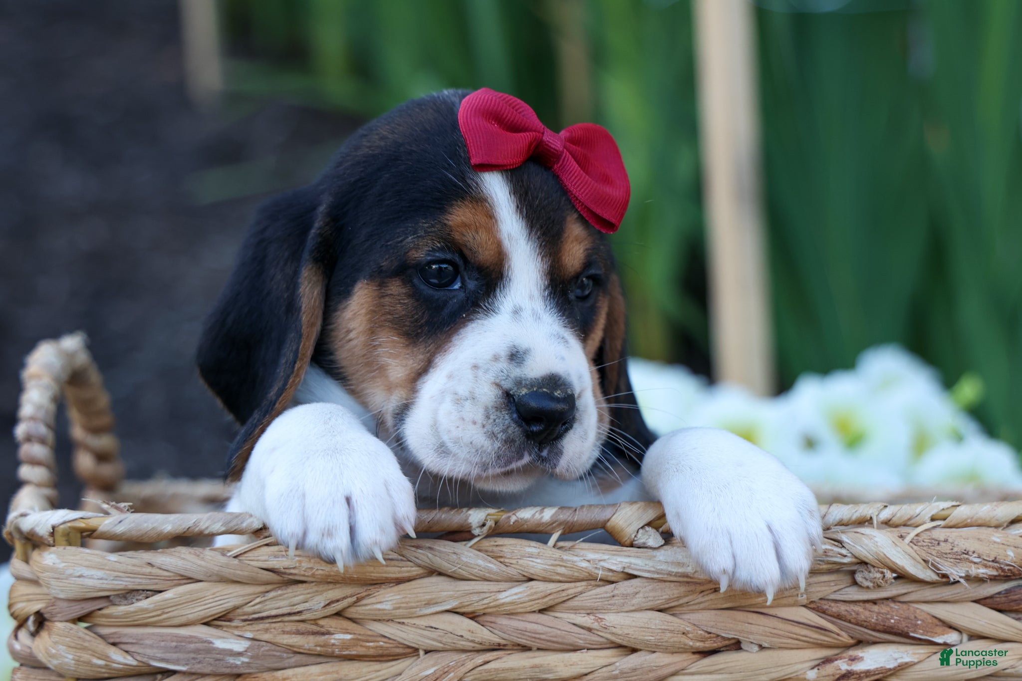 Beagle dogs  Cody 🐾🐶 - Ad 2