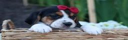 Beagle dogs for sale:  Cody 🐾🐶 - Ad 5