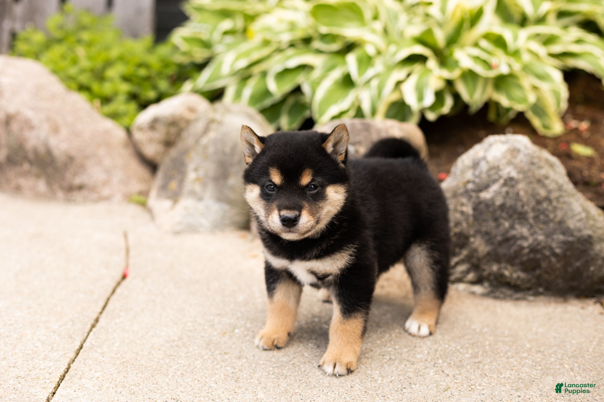 Shiba Inu dogs Milo  - Ad 23