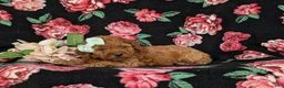 Miniature Poodle dogs for sale: Stephie - Ad 6