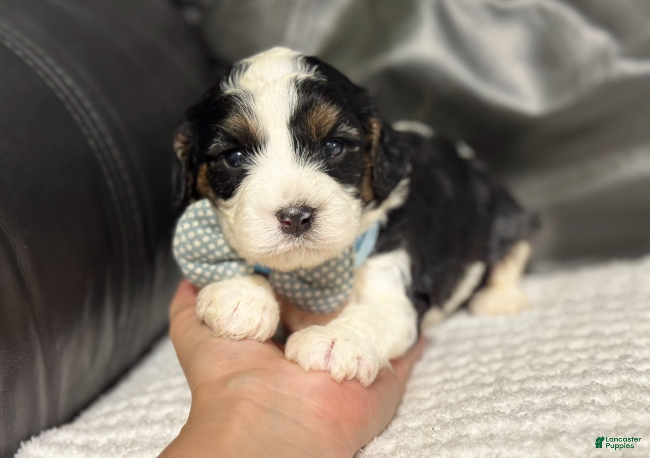 Cavapoo dogs Mawgli - Ad 41