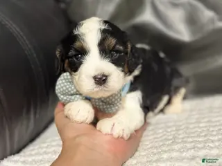 Cavapoo dogs Mawgli - Ad 41