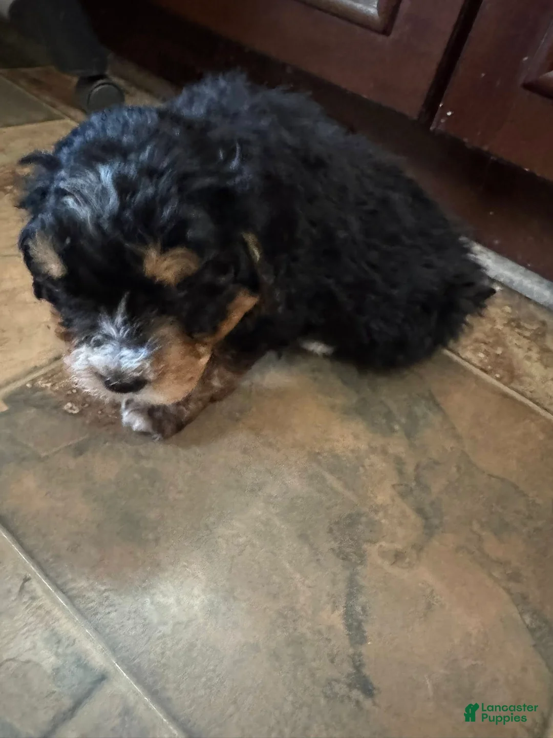 Bernedoodle dogs for sale: mini Bernedoodle Puppy 2- orange - Ad 4