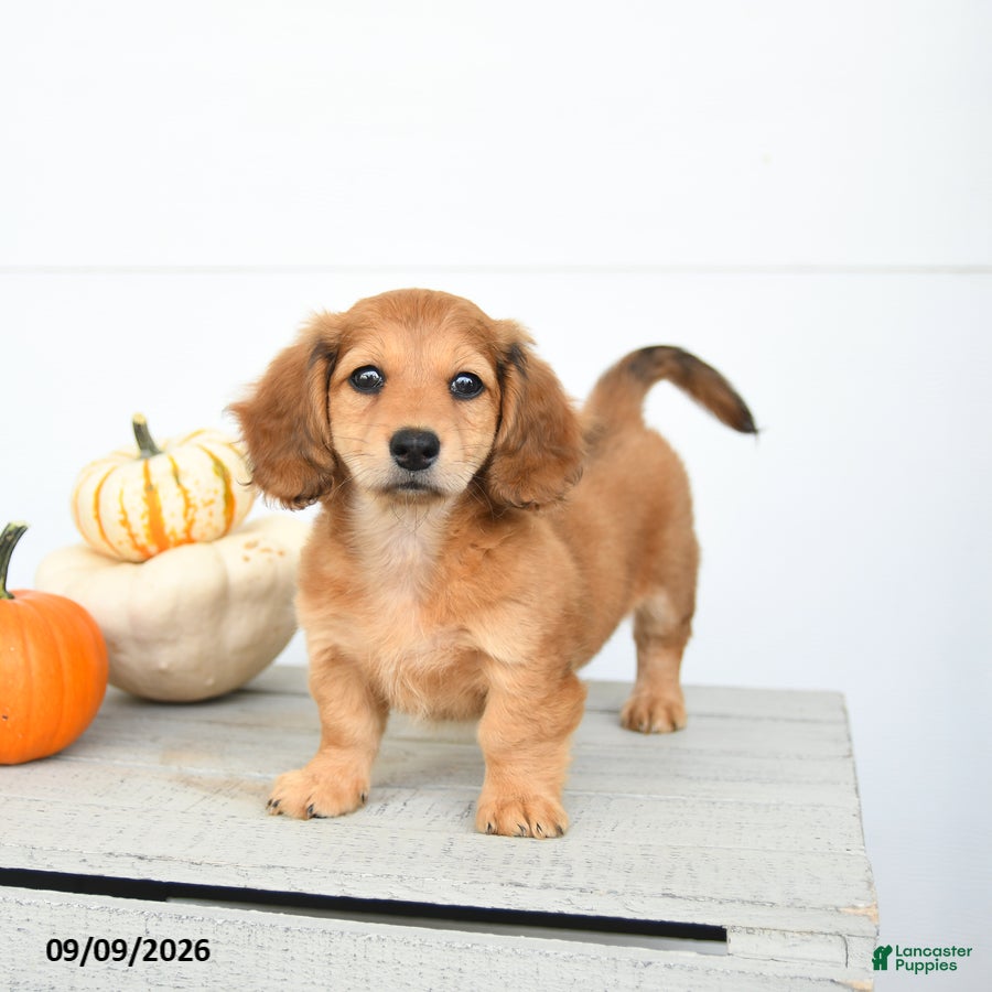 Miniature Dachshund dogs Pumpkin - Ad 2