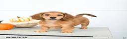 Miniature Dachshund dogs for sale: Pumpkin - Ad 2