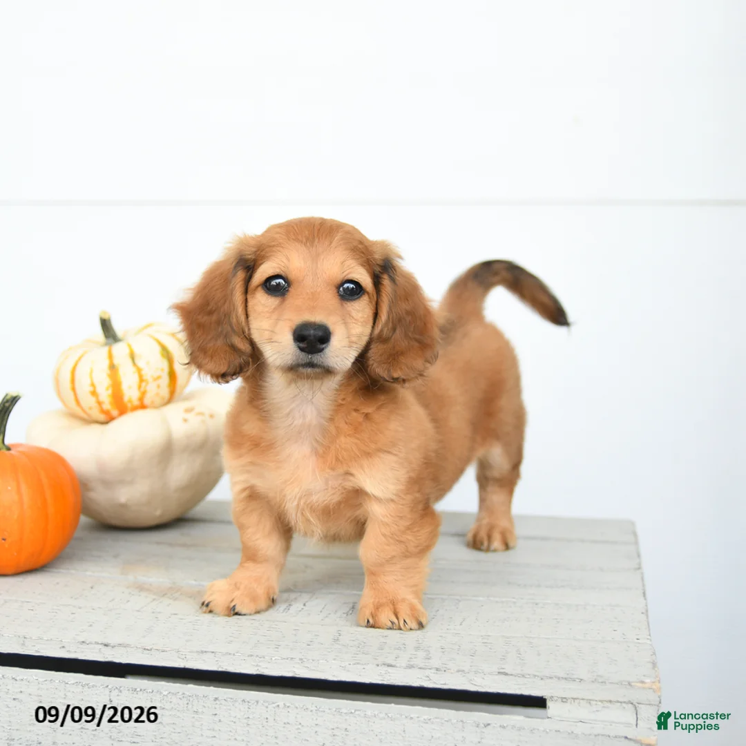 Miniature Dachshund dogs for sale: Pumpkin - Ad 2