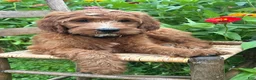Irish Doodle dogs for sale: Maple - Ad 12