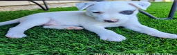 Mixed Breed dogs for sale: Mixed Breed 1 - Ad 4