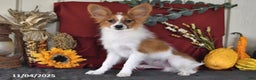 Papillon dogs for sale: Scout - Ad 2