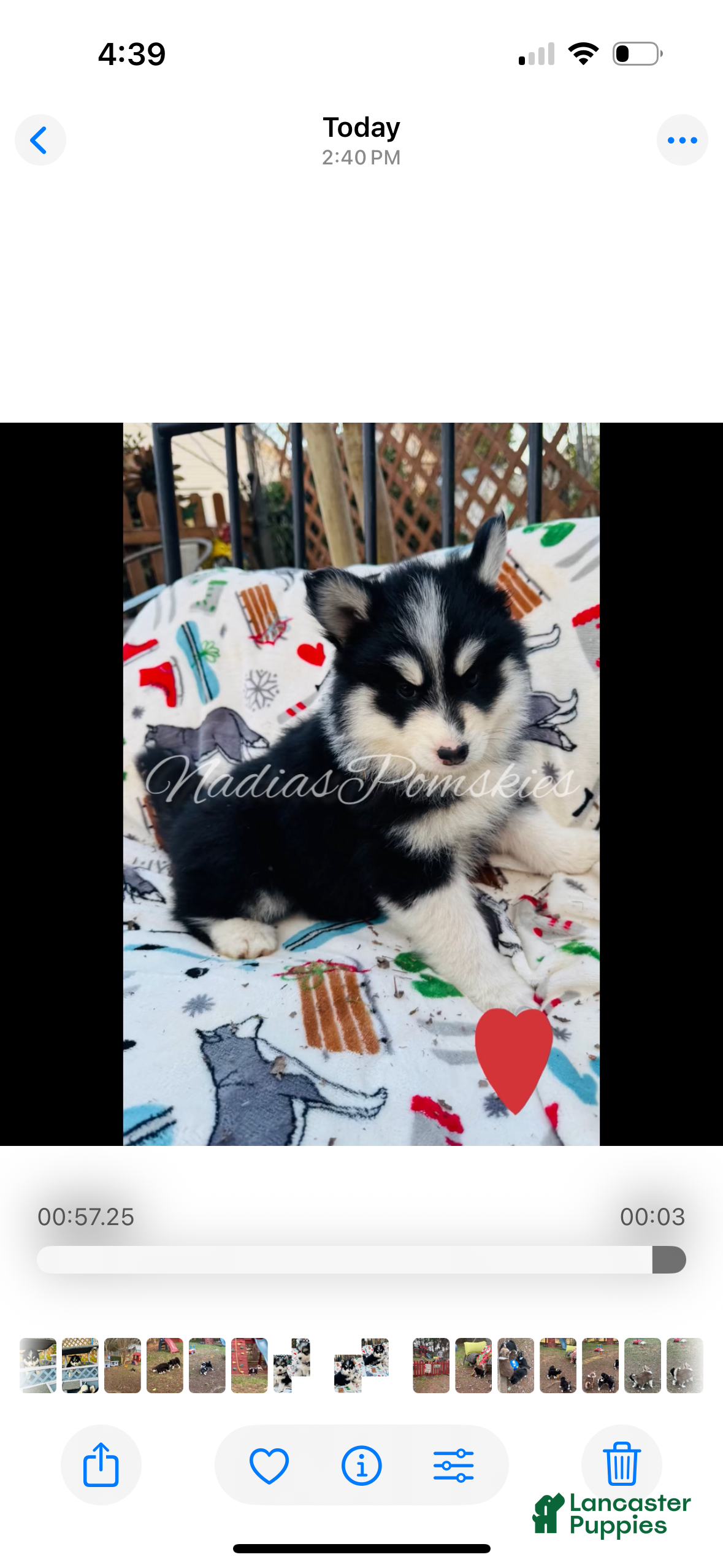 Pomsky dogs Pomsky Girl Black /white - Ad 2