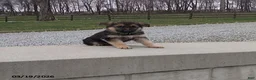 German Shepherd dogs for sale: Duke - Ad 3