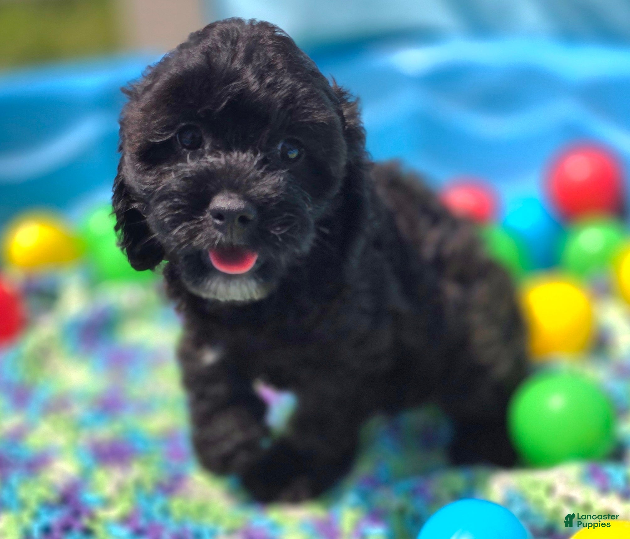 Cavapoo dogs Twink - Ad 34