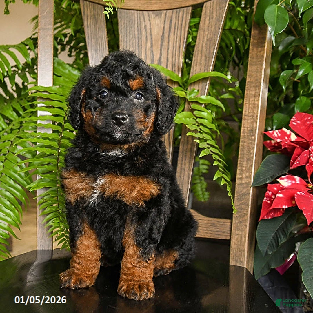 Mini Bernedoodle dogs for sale: Topher - Ad 2