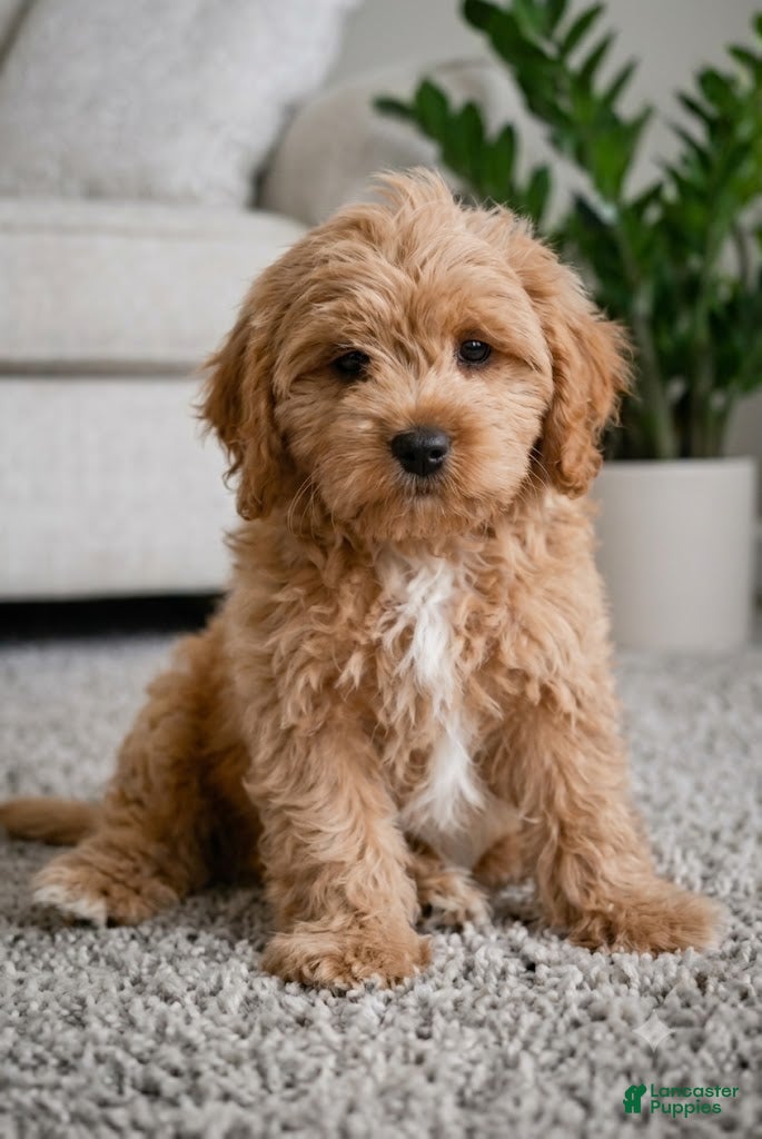 Cavapoo dogs Mark - Ad 1