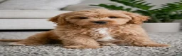 Cavapoo dogs for sale: Mark - Ad 1