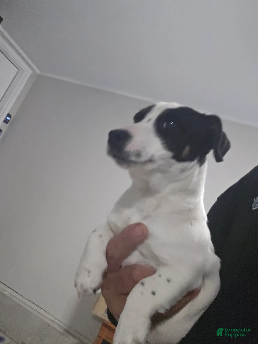 Jack Russell Terrier dogs for sale: Jack Russell Terrier Puppy 1 - Ad 1