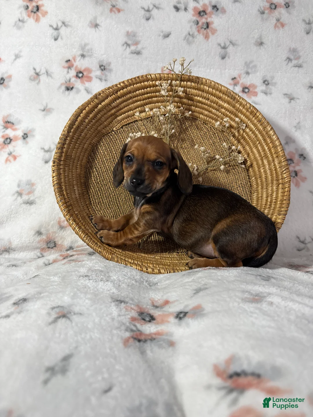 Miniature Dachshund dogs for sale: Miniature Dachshund Puppy 3 - Ad 22