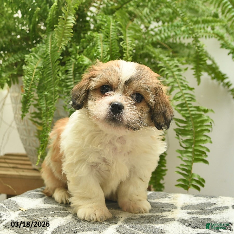 Pekapoo dogs Jerry - Ad 1