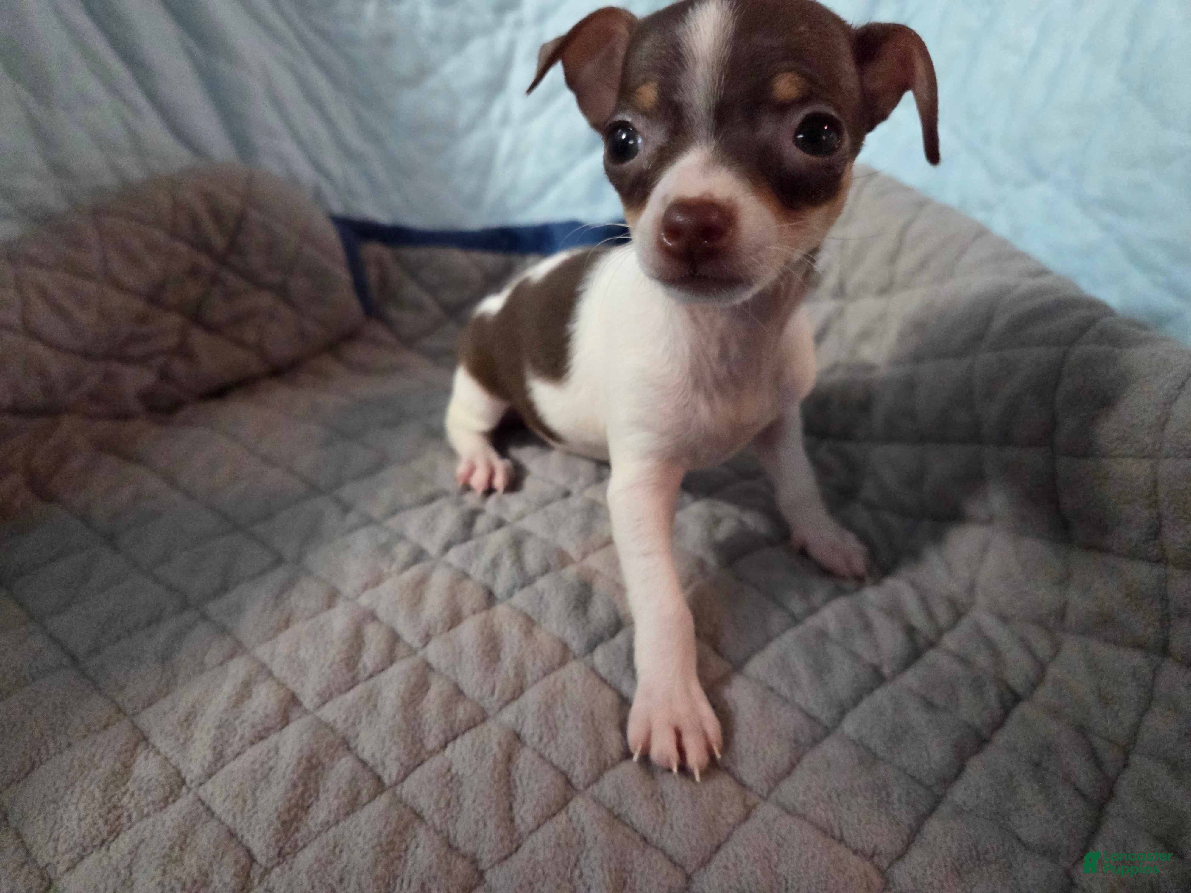 Chihuahua dogs Chihuahua 2 - Ad 1
