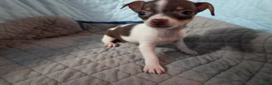 Chihuahua 2