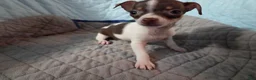 Chihuahua dogs for sale: Chihuahua 2 - Ad 1