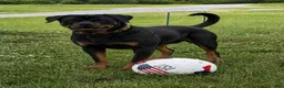 Rottweiler dogs for sale: Draco - Ad 6