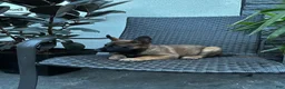 Belgian Malinois dogs for sale: Comet - Ad 3