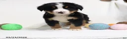 Bernese Mountain Dog dogs for sale: Murphy - Ad 3