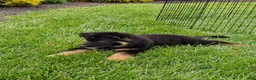 German Shepherd dogs for sale: Christy - Ad 2