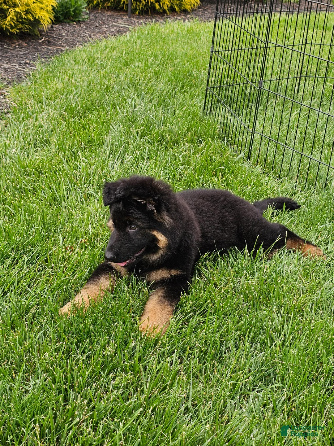 German Shepherd dogs for sale: Christy - Ad 2