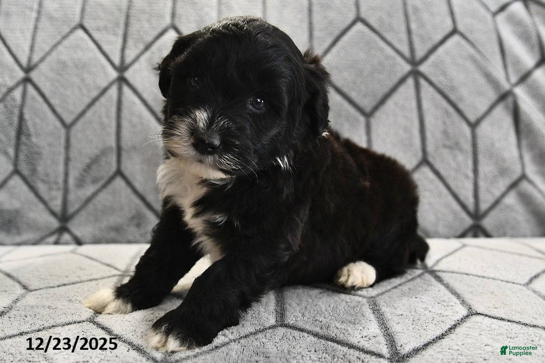 Portuguese Water Dog dogs for sale: Disco - Ad 11