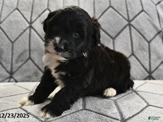 Portuguese Water Dog dogs Disco - Ad 33