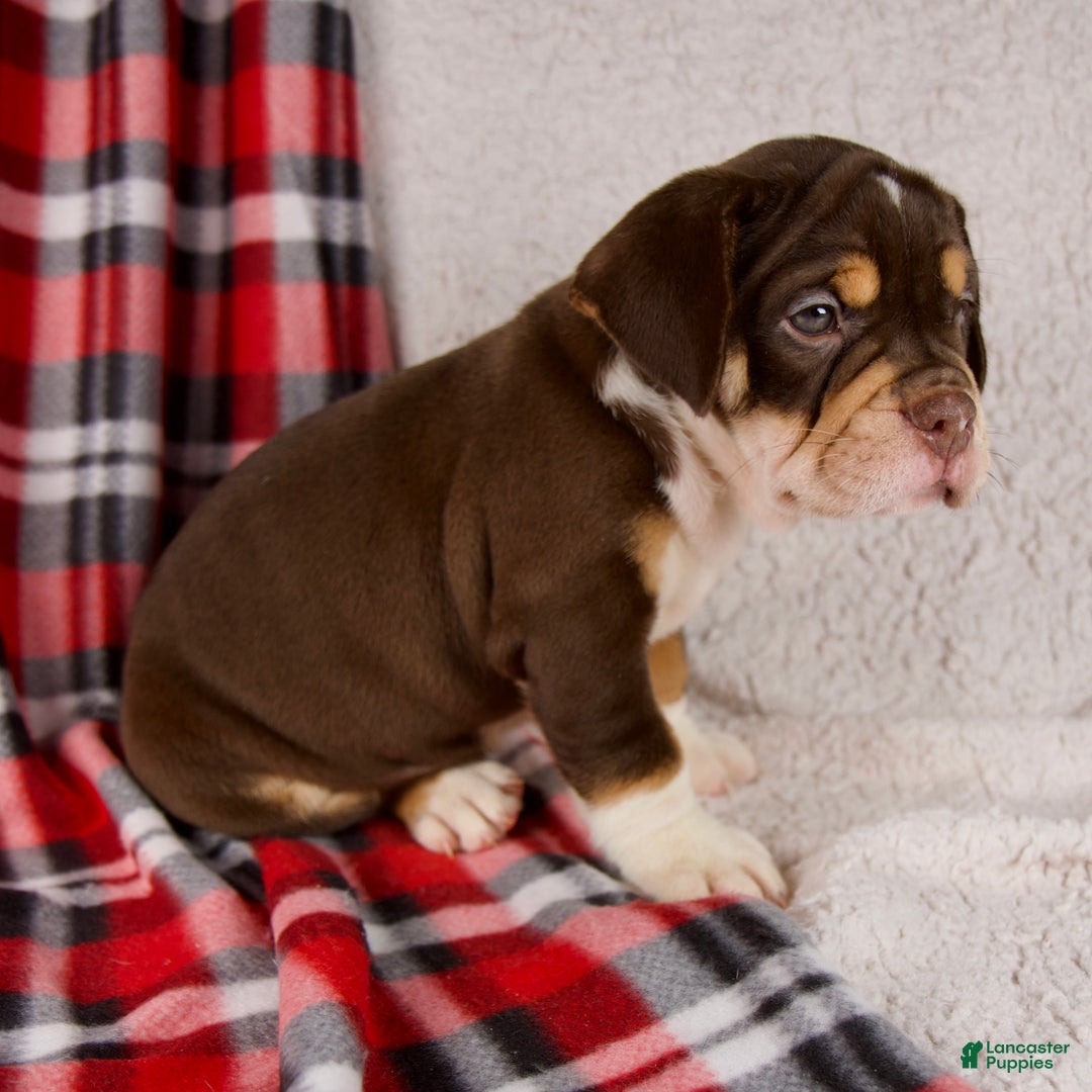 Mixed Breed dogs for sale: Twilight - Ad 2