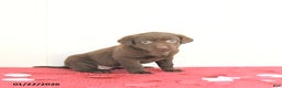 Labrador Retriever dogs for sale: Nova - Ad 5
