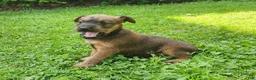 Irish Terrier dogs for sale: Clover - Ad 4