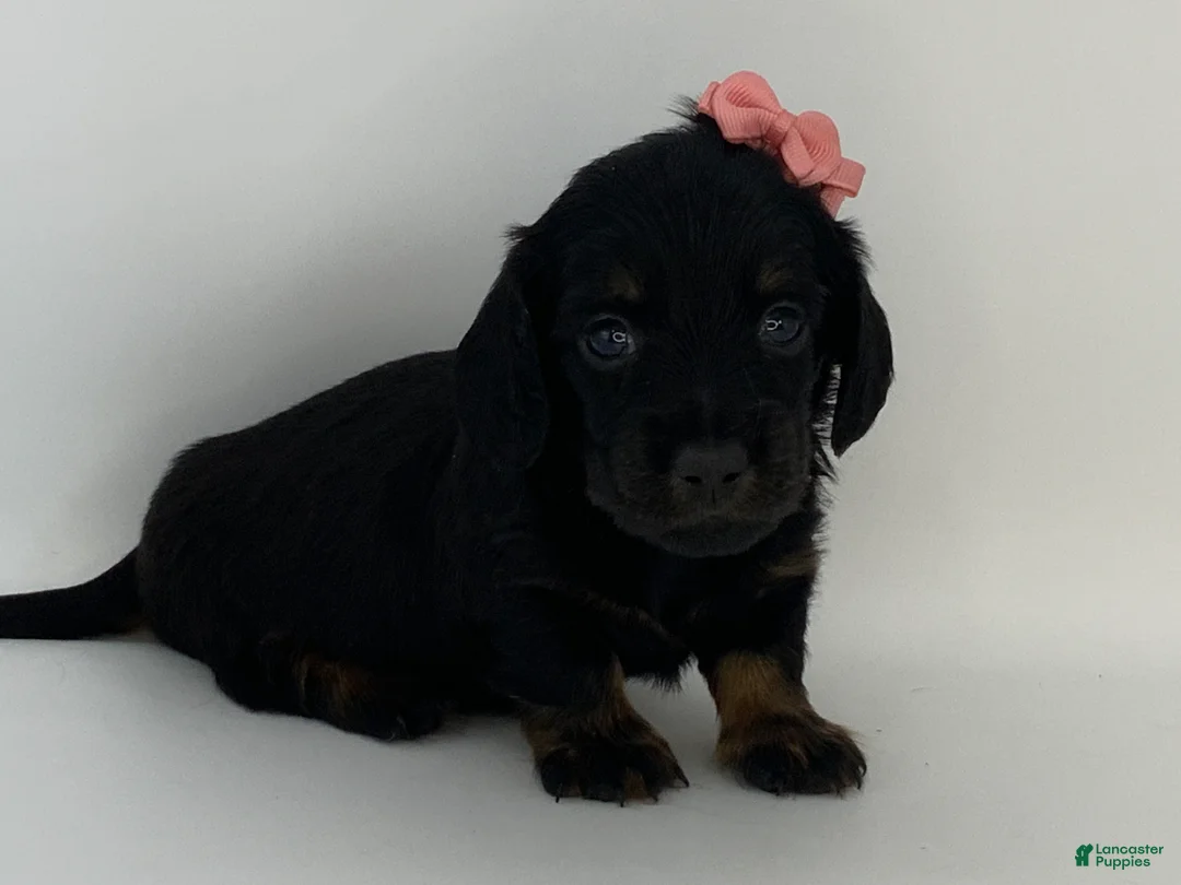 Miniature Dachshund dogs for sale: Kayle - Ad 6