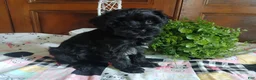 Havapoo dogs for sale: Sharon - Ad 3