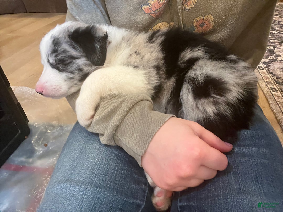 Mixed Breed dogs for sale: Wendy - Ad 4