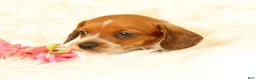 Miniature Dachshund dogs for sale: Bella - Ad 3