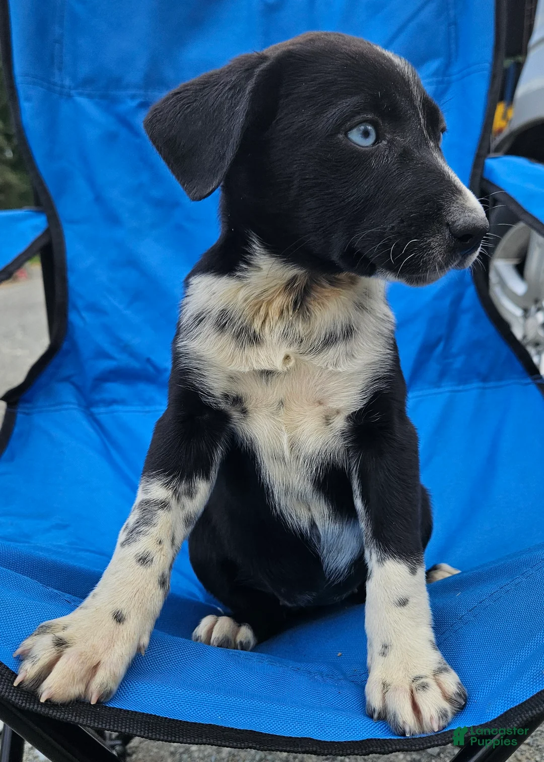 Mixed Breed dogs for sale: Mixed Breed Puppy 1 - Ad 1