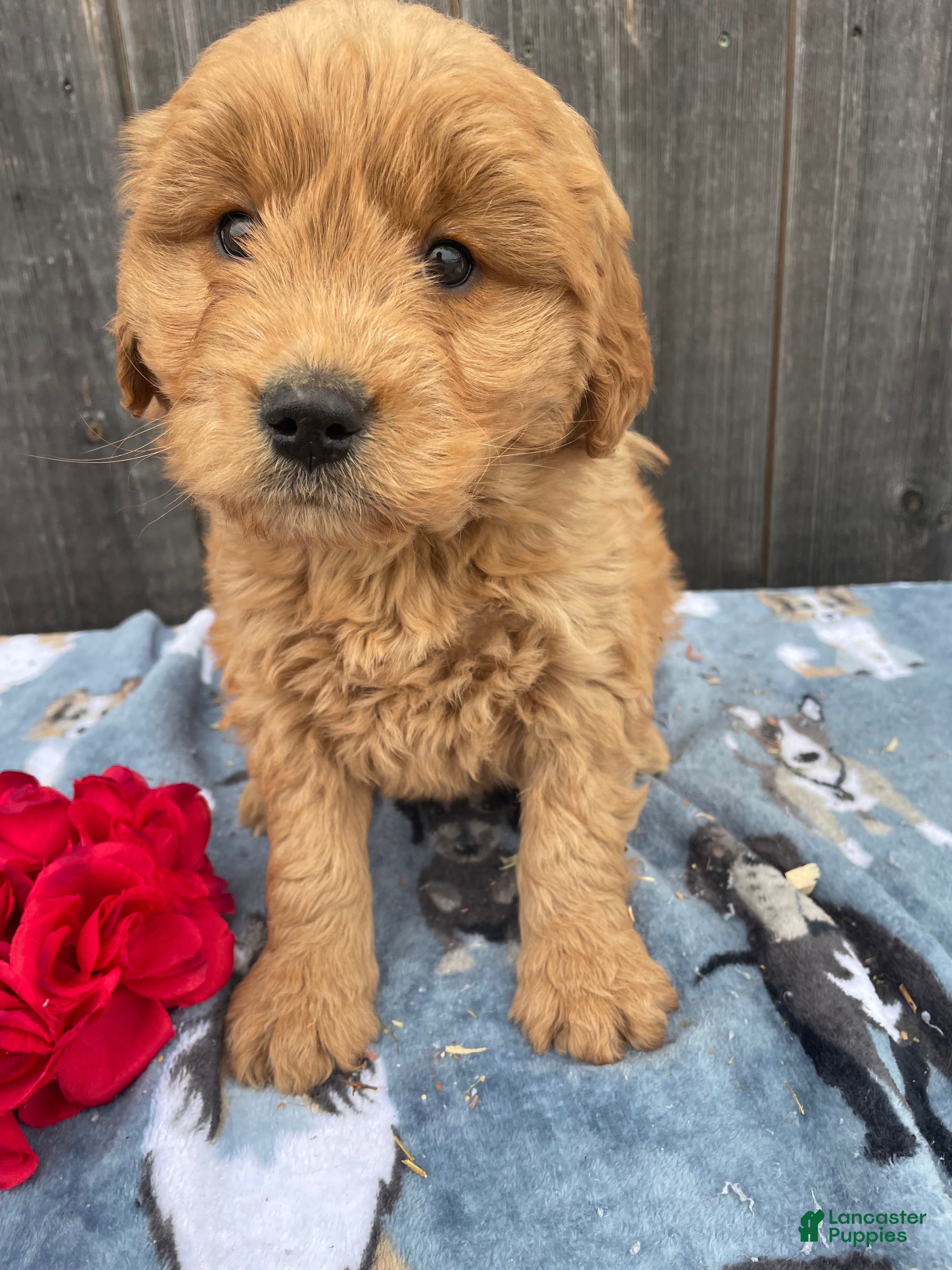 Mini Goldendoodle dogs Mitzy - Ad 39