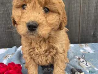 Mini Goldendoodle dogs Mitzy - Ad 25