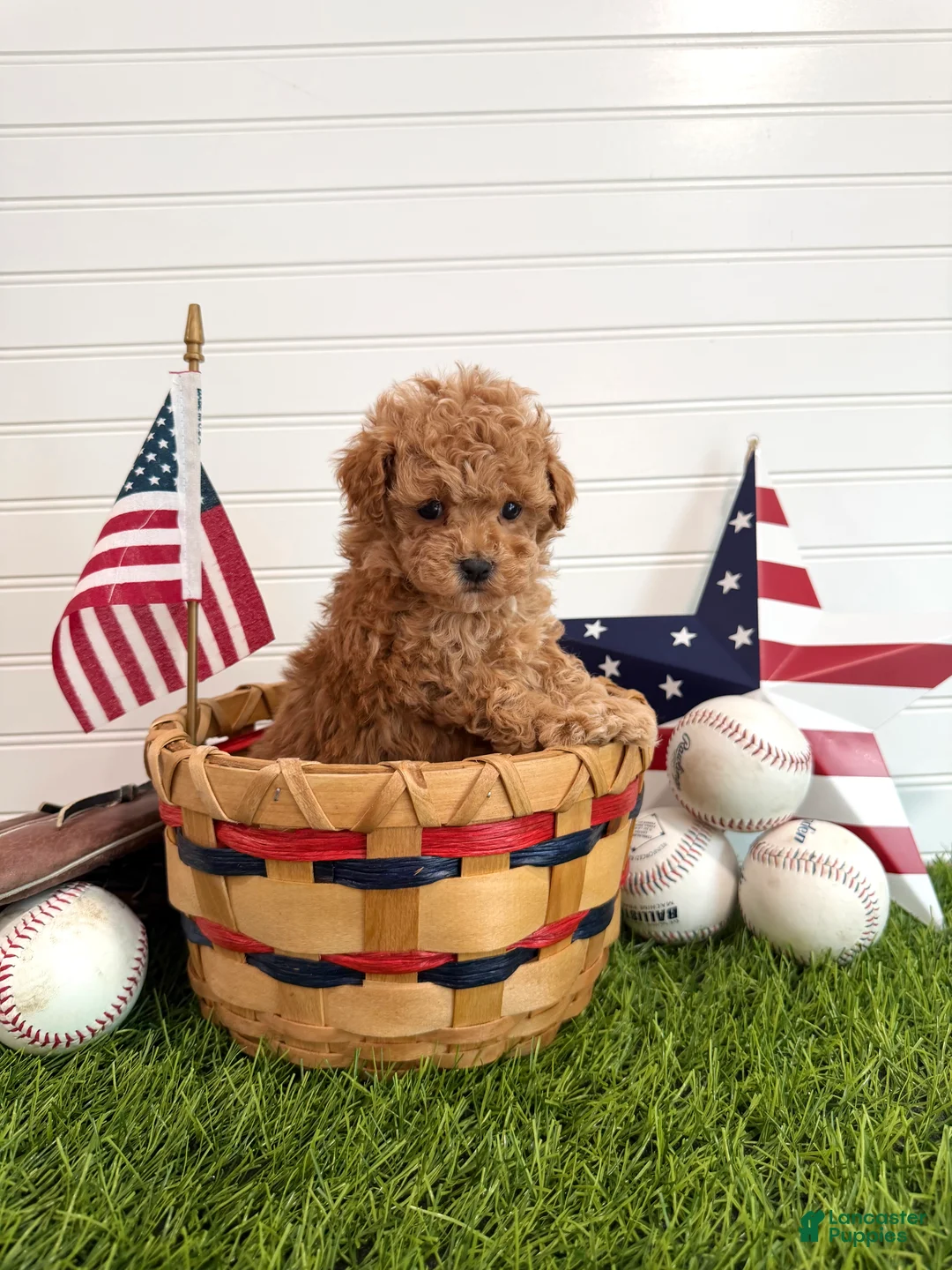 Cavapoo dogs for sale: Bunt - Ad 1