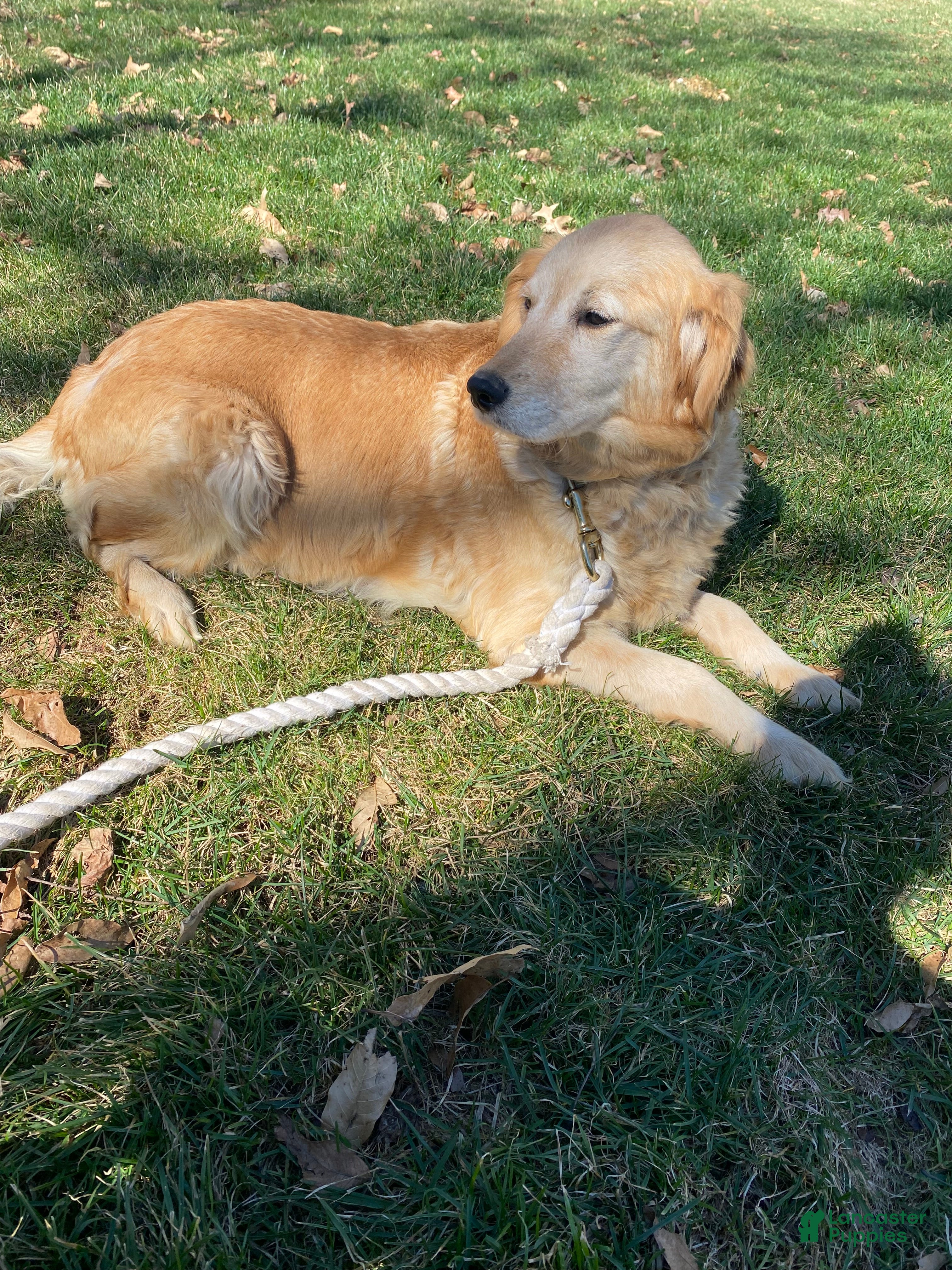 Mini Goldendoodle dogs  Bodie - Ad 2