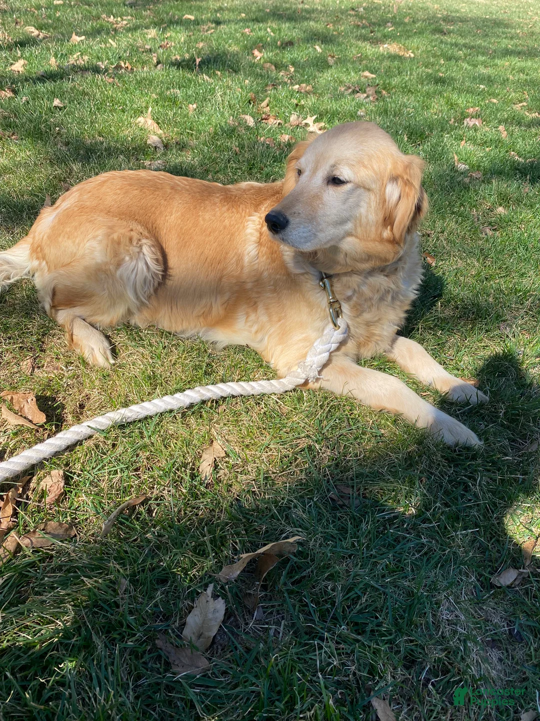 Mini Goldendoodle dogs for sale:  Rosie - Ad 4