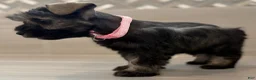 Miniature Schnauzer dogs for sale: Jessie - Ad 7