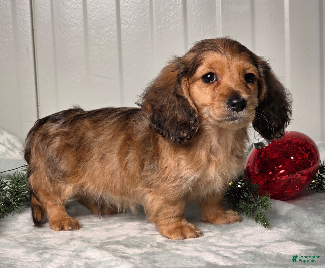 Miniature Dachshund dogs for sale: Shannon - Ad 4