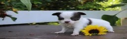 Chihuahua dogs for sale: April - Ad 2
