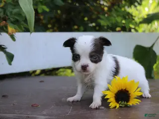 Chihuahua dogs April - Ad 32